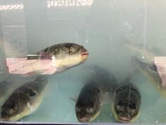 -长顺河豚馆(江洲东路)