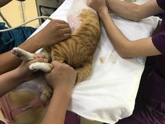 -创凡宠物医院·骨专科  猫科中心(西乡分院)