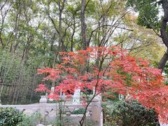 -昆山城市生态森林公园