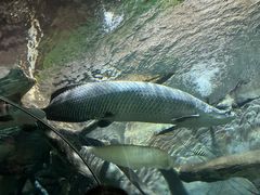 -上海海洋水族馆