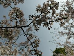 -高东镇樱花园