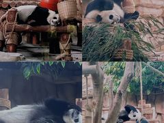 -泉州海丝野生动物世界