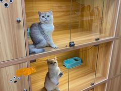 -猫十亿·布偶金渐层·曼基康矮脚猫舍(青年路店)