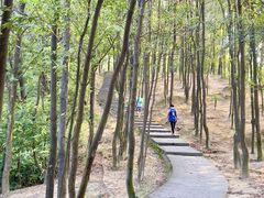 -火炉山森林公园