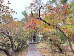 -北京十三陵国家森林公园蟒山景区