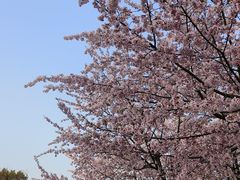 -顾村公园