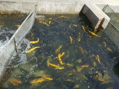 -北京水岸山吧度假村(雁栖镇店)