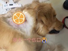 -申普宠物医院·心脏介入·心血管微创(总院)