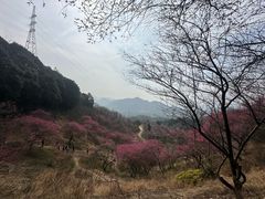 -新建村梅花