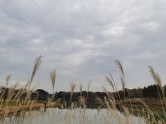 -贡湖湾湿地公园
