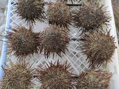 -南沙十九涌渔人码头-南门