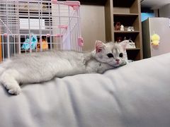 -momokira米努特·德文卷毛猫·棉花面纱犬