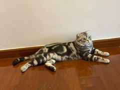 -Catmate·猫肥家润(金润铂宫店)