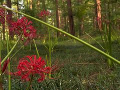 -黄海国家森林公园