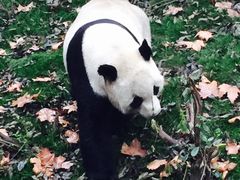 -成都大熊猫繁育研究基地
