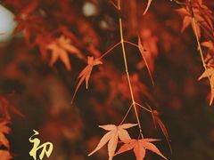 -秋霞圃