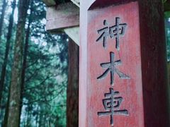 -阿里山神木遗迹