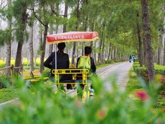 -合肥滨湖国家森林公园