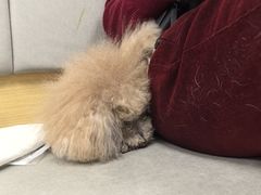-美联众合动物医院·24h转诊中心