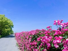 -上海滨江森林公园