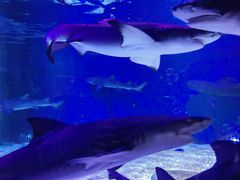 -成都浩海立方海洋公园