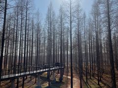 -黄海国家森林公园