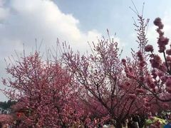-秀丽东方