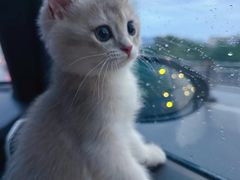 -东方名猫馆·英短金渐层布偶猫舍(环线广场1号楼店)