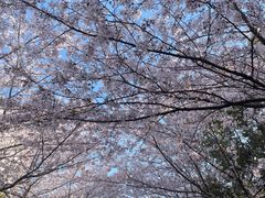 -高东镇樱花园