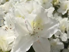 -木兰云雾山