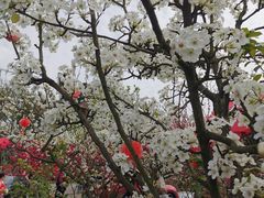 -楠柏弯休闲山庄(梨花溪店)