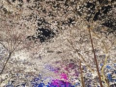 -东湖磨山景区樱花园-停车场