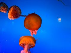 -太平洋海底世界