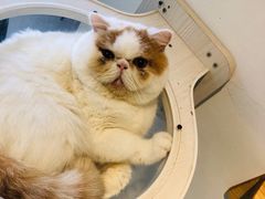 -Heymao猫咖.咖啡厅(东门店)