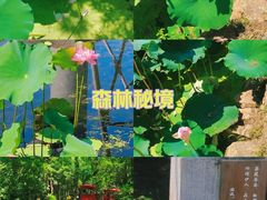 -上海共青森林公园