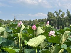 -长春市南湖公园