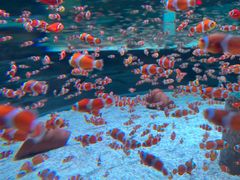 -海合安成都极地海洋公园