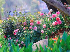 -人民公园(罗湖区)