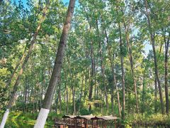 -合肥滨湖国家森林公园