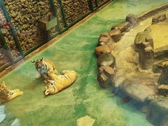-横道河子东北虎林园