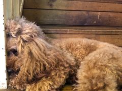 -半坡九号老挝冰咖啡