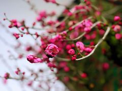 -香雪海