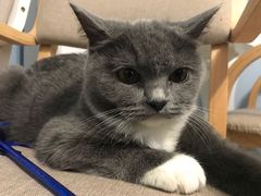 -喵的天空名猫咖啡馆·撸猫·猫舍·用品