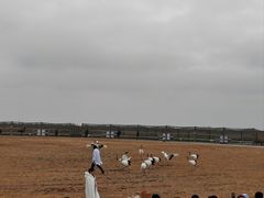 -盐城丹顶鹤湿地生态旅游区