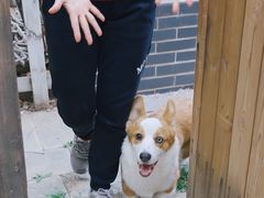 -多乐狗狗宠物训练工作室