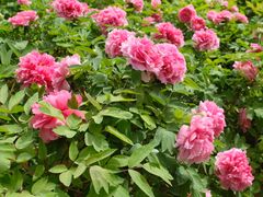 -洛阳市隋唐城遗址植物园