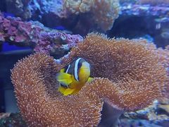 -江和美海洋公园