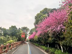 -杭州半山国家森林公园