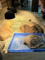 点击看大图 -Zoolung Zoolung动物主题公园(海信广场店)