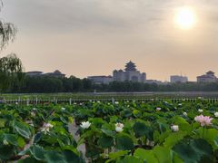 -莲花池公园